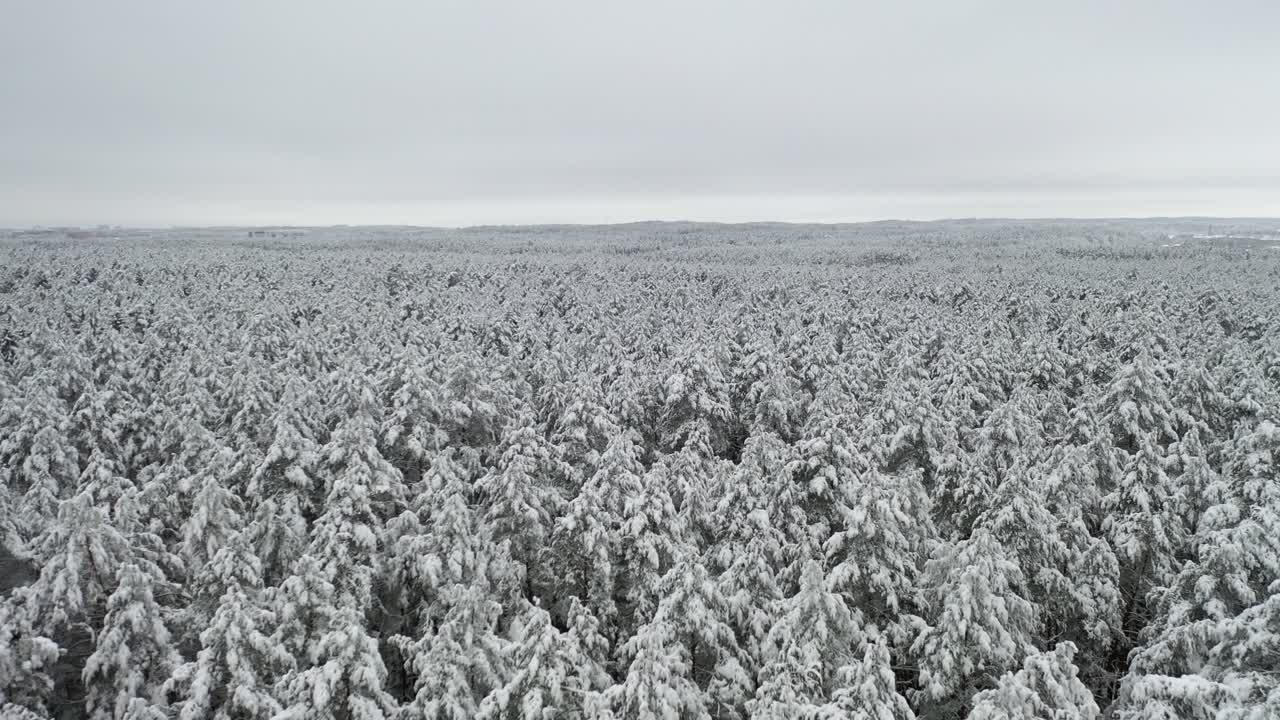 항공: 얼어붙은 겨울날 눈 덮인 하얀 차가운 소나무 숲의 모습