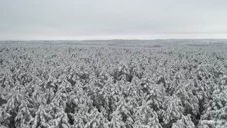 Antena:-Reveladora-Foto-De-Un-Bosque-De-Pinos-Fríos-Y-Blancos-Como-La-Nieve-En-Un-Día-De-Invierno-Helado