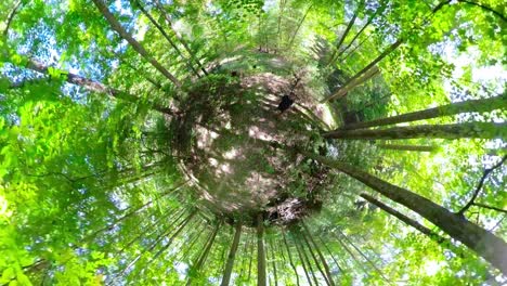 tiny planet of a mature man walking through a sun speckled forest