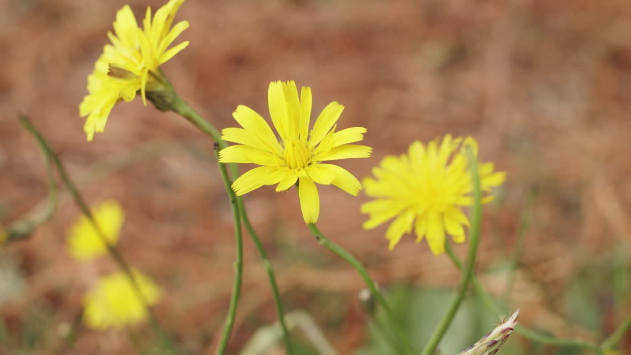 varias flores amarillas se balancean en el viento