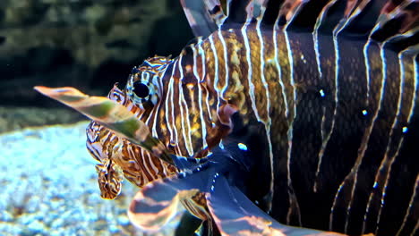 close-up of a striking lionfish displaying its vibrant stripes in aquarium