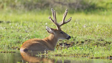 la especie de ciervo más grande, el ciervo de los pantanos, blastocerus dichotomus en su hábitat natural, descansando pacíficamente y sumergiéndose en las aguas pantanosas en un día soleado en el área de conservación de la biosfera del pantanal, brasil.