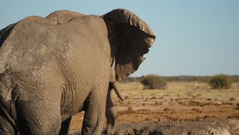 Elefante-Rociando-Agua-De-Barro-Sobre-Sí-Mismo-En-Cámara-Lenta