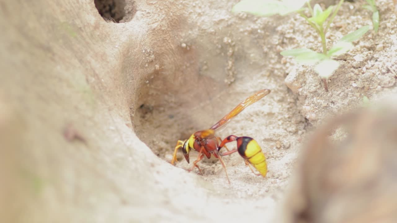 머드 다우버 말벌은 둥지를 짓기 위해 머드 볼을 모으고, 날개가 달린 아름다운 작은 벌레의 매크로를 닫습니다