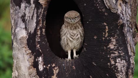 Cute-shot-of-an-owlet-standing-in-the-opening-of-a-tree-moving-its-head-up-and-down-and-staring-forward,-slow-motion