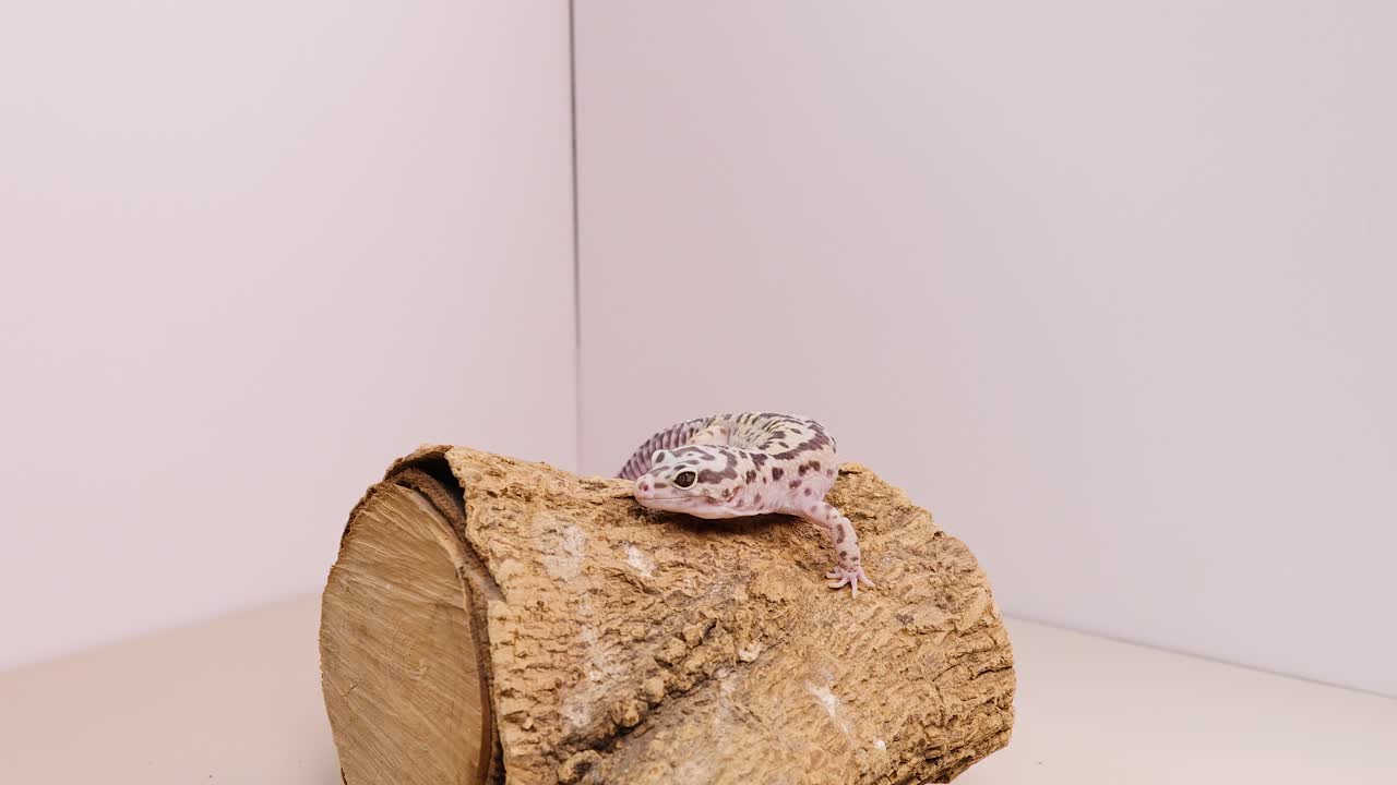 A leopard gecko moves across a log in a minimalistic setting with soft lighting