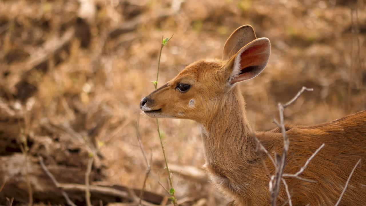 joven bush buck comiendo, primer plano