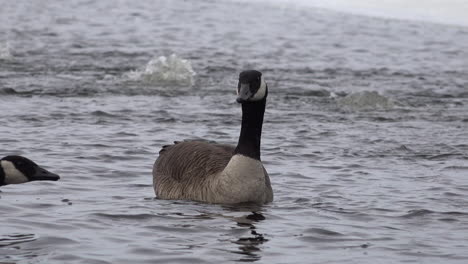 Ganada-Goose-Swiming-on-a-frozen-lake