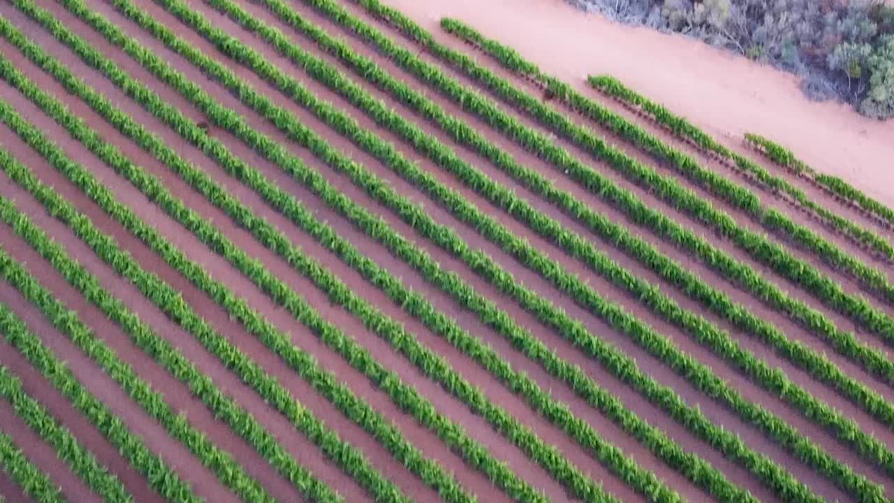 filas estrechas de viñedos verdes y área de bodegas en la región de riverland, australia del sur