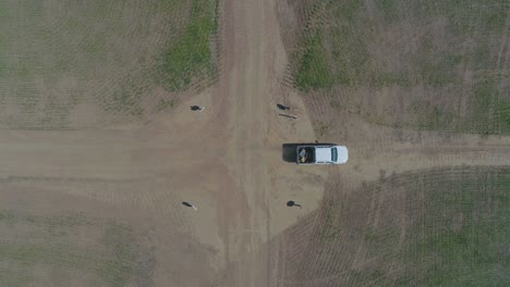 aerial view of 4x4 pickup truck driving through wheat crops field with silos bags on the road