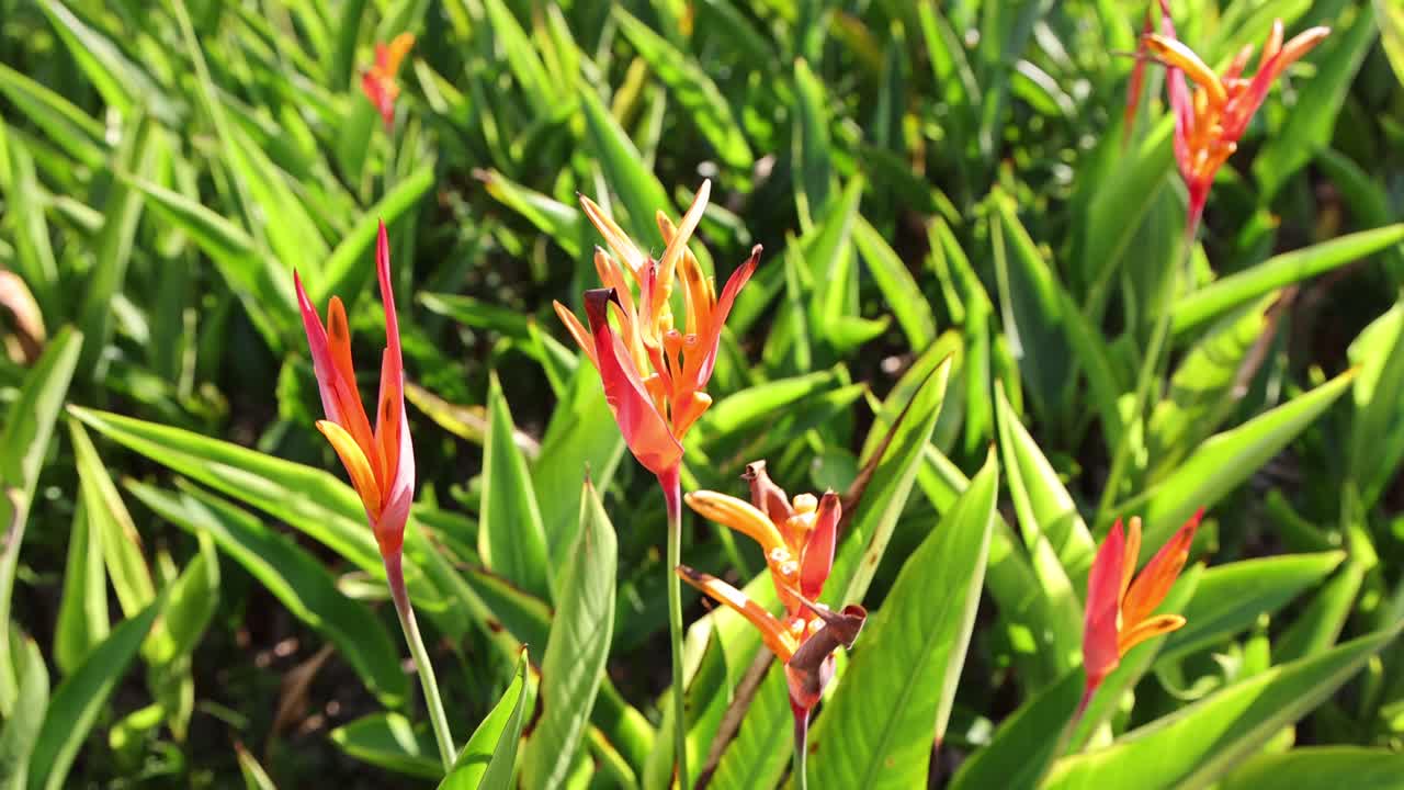 Bird of paradise flowers sway gently among lush green leaves in bright daylight, captured with a slow, subtle camera movement for a vibrant, natural mood