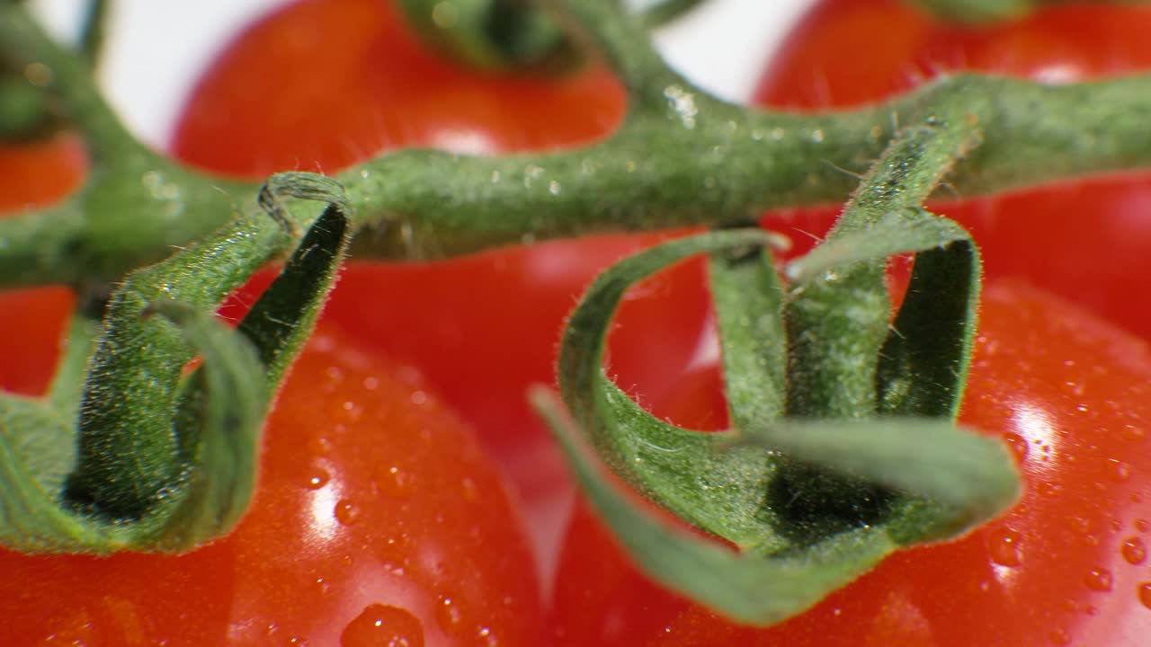 초록색 가지 클로즈업에 물방울이 있는 은 토마토