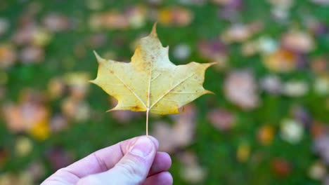 Closeup-of-hand-holding-a-fall-autumn-Maple-yellow-leaf,-high-angle,-day