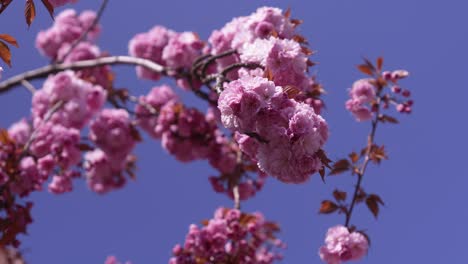 roze delicate kersensakura bloeit tegen de blauwe lucht in de lente - selectieve focus