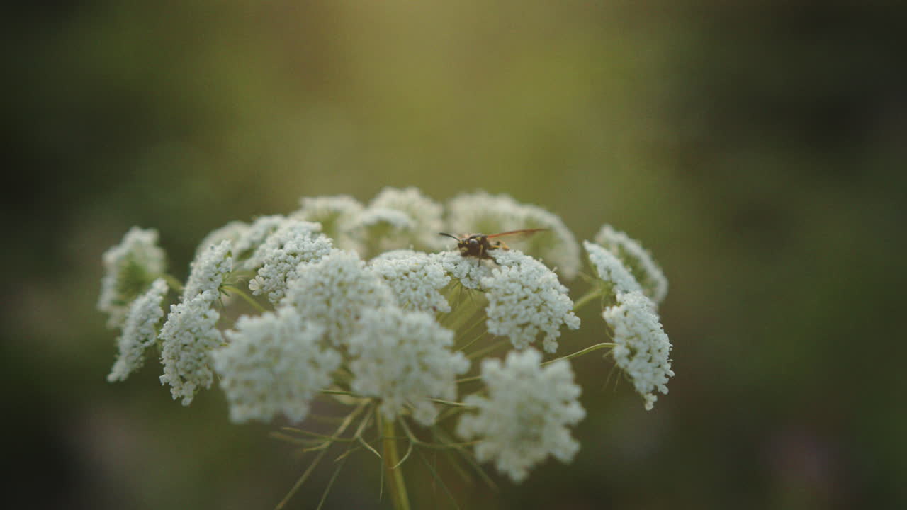 Close-up of a wasp landing on a white flower, captured in crisp macro detail. Ideal for pollination, nature, and insect-related themes