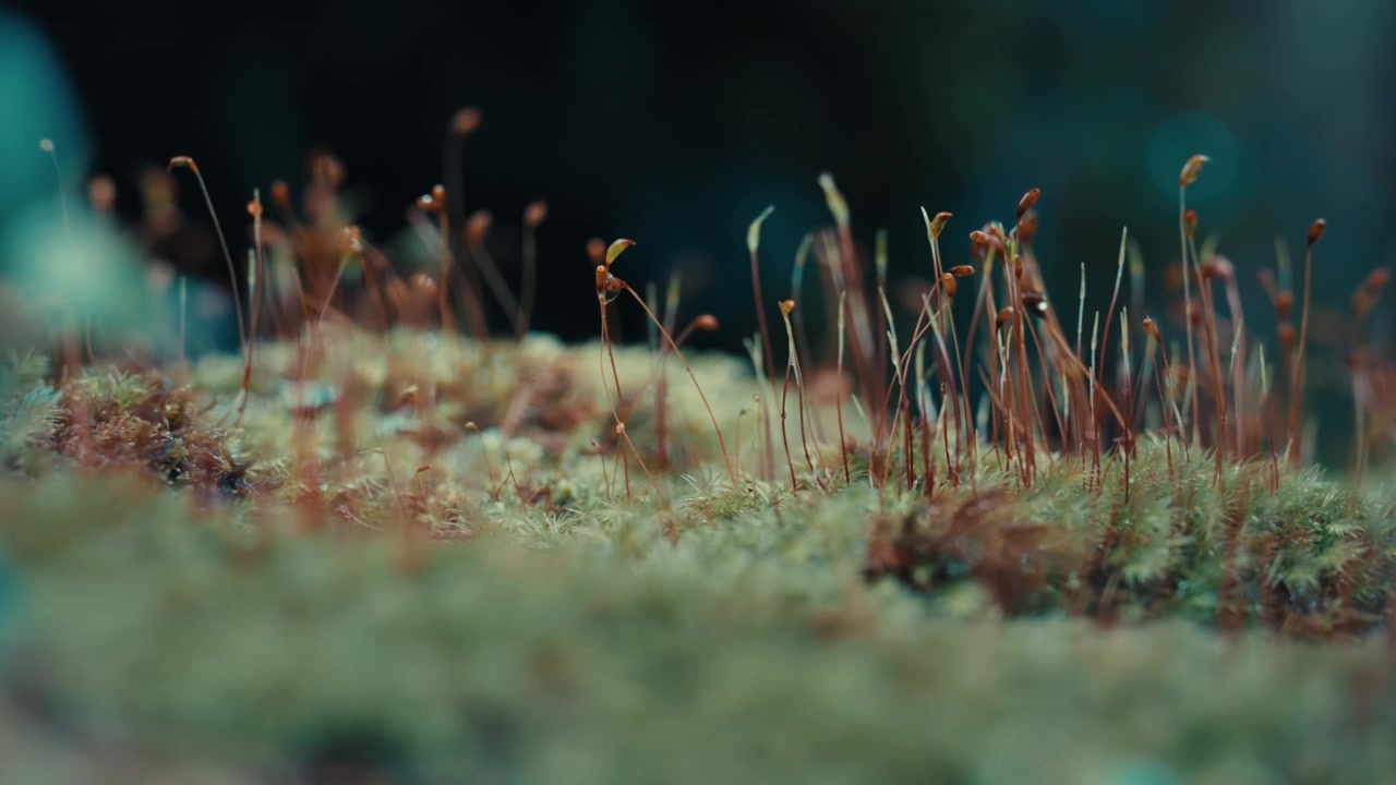 Primo piano estremo di sporofiti di muschio che emergono da un umido suolo forestale coperto di muschio in un bosco ombreggiato, evidenziando steli delicati, texture naturali e messa a fuoco ridotta