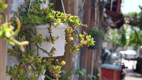 close up of a hanging plant with pink flowers