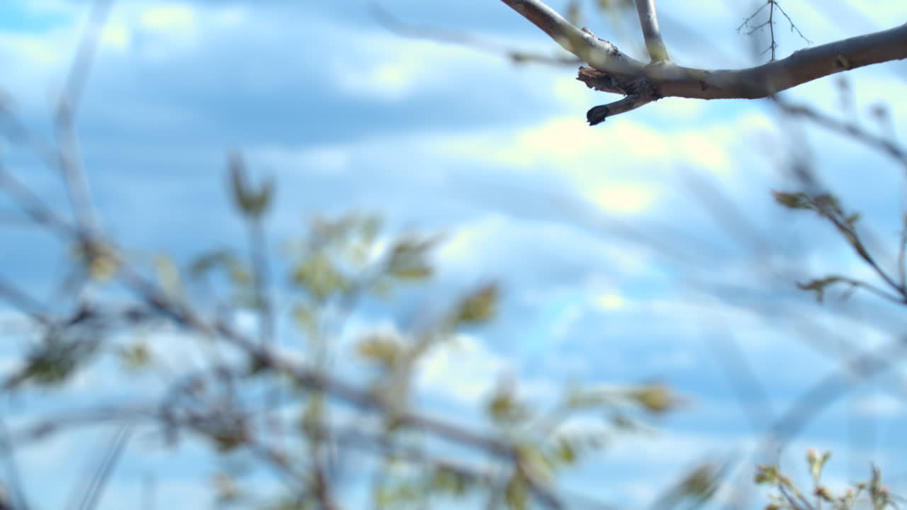 DREAMY CLOUDS WITH BRANCHES IN THE FOREGROUND PLUS SOME BIRD IN THE BACKGROUND AND WARM COLORED BLURRED FLOWERS