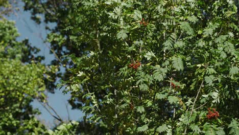 rowan tree with red berries