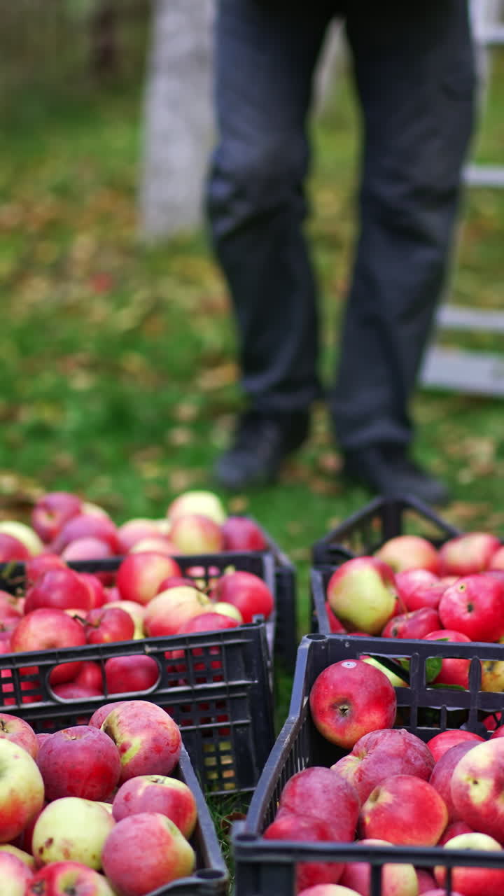 Plastic boxes of ripe red apples on the ground. Man brings one more box and checks the fruit there. Blurred backdrop. Vertical video