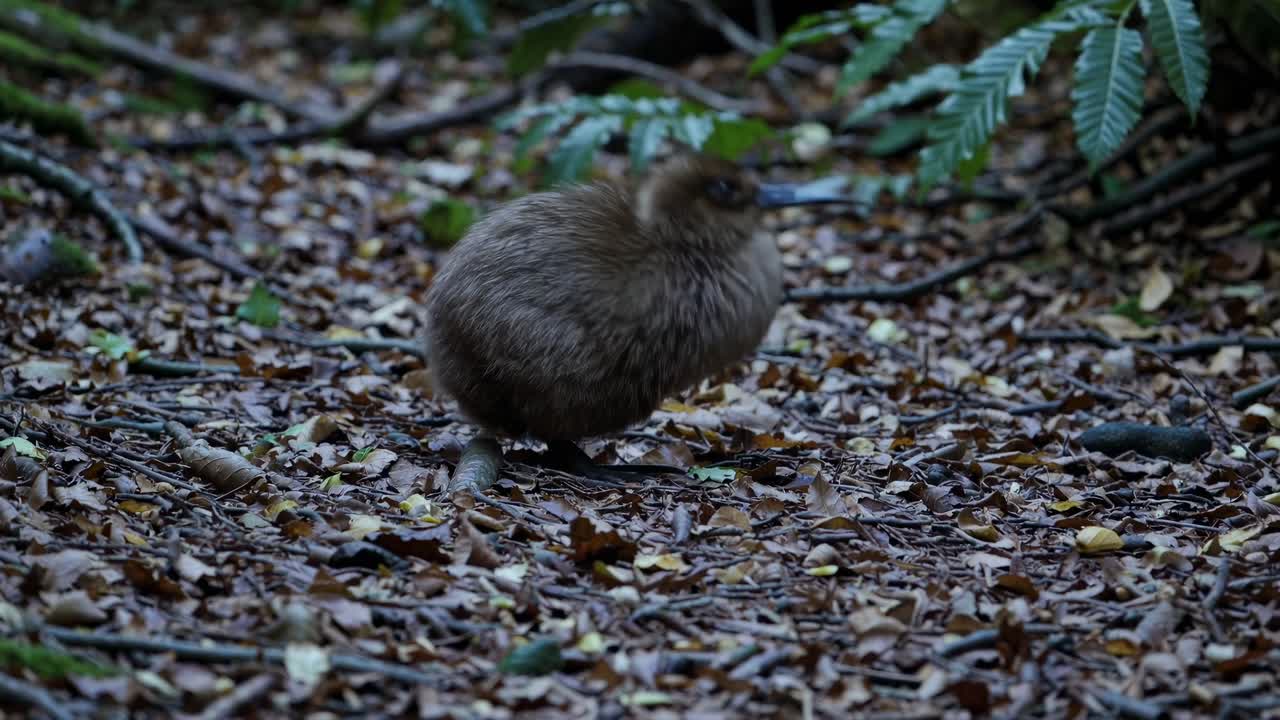 A low-angle video captures a kiwi bird foraging on a forest floor, surrounded by mossy branches