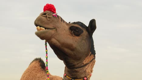 camels at the pushkar fair, also called the pushkar camel fair or locally as kartik mela is an annual multi-day livestock fair and cultural held in the town of pushkar rajasthan, india.