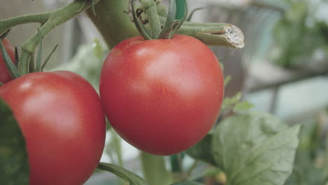 juicy fresh red tomato in a glass greenhouse