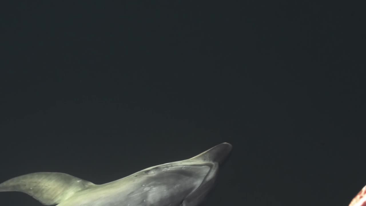 위에서 좌우로 수영하는 병코 돌고래