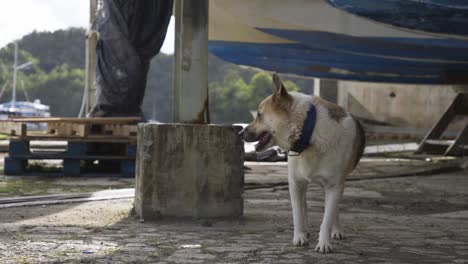 a stray dog in palau walks up to the camera in slow-motion