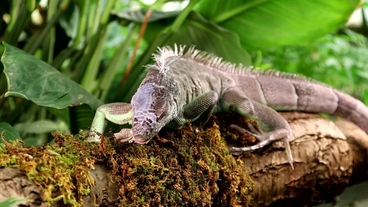 зелёная игуана вытягивает язык.