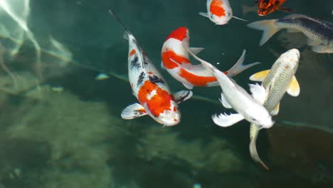 koi fish, fancy carp are swimming in above
