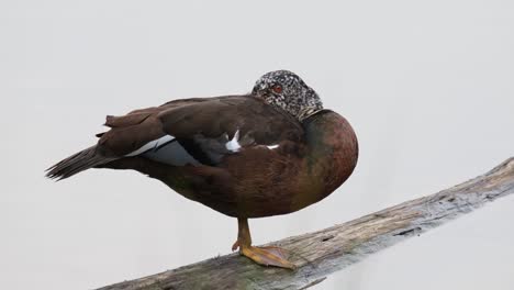 camera zooms out as this duck is perching on a log in the water with one leg with its head in its wing, white-winged duck asarcornis scutulata, thailand