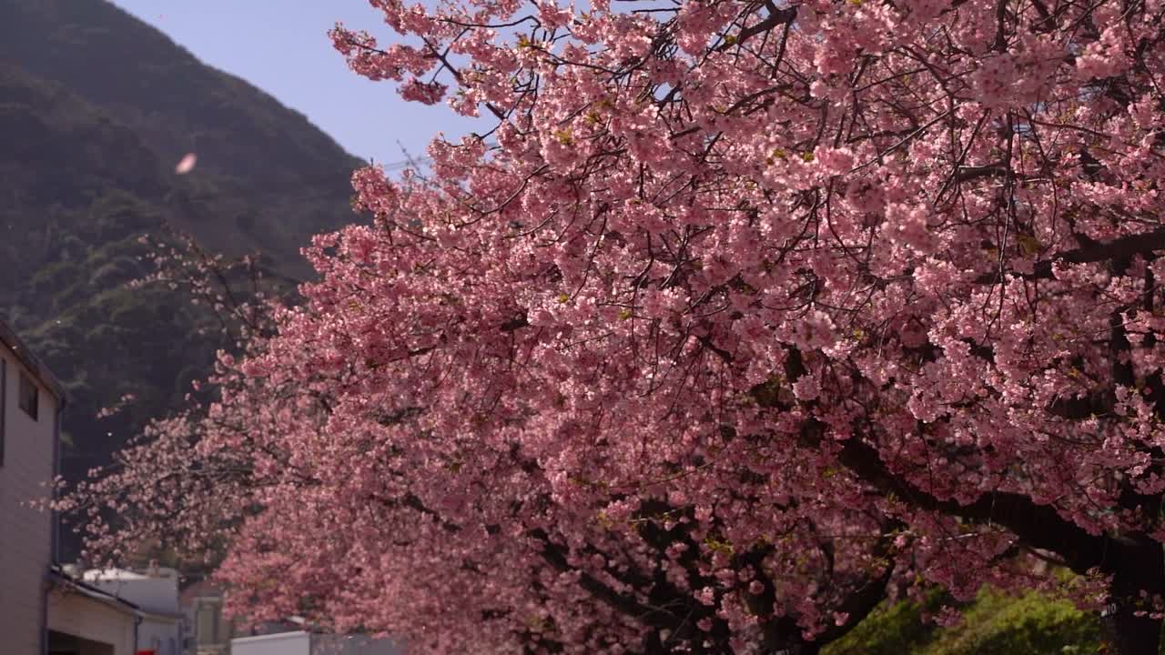 cerca del hermoso árbol de flor de cerezo de sakura con pétalos volando en cámara lenta