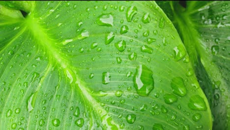 Lush-green-leaves-with-tropical-feel