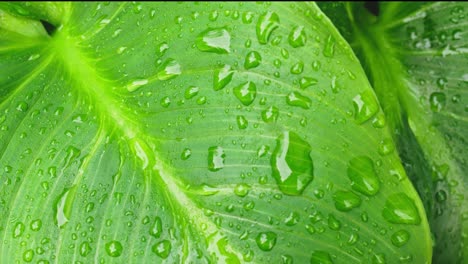 lush green leaves with tropical feel