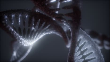 loop double helical structure of dna strand close-up animation