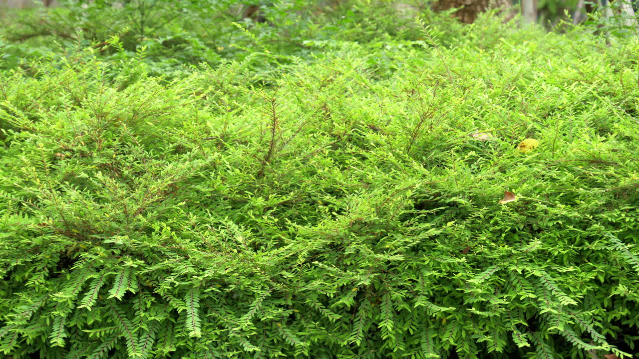 Lush, green bush hedges growing as part of the landscape in a garden of a park in Bangkok, Thailand