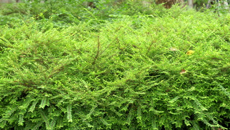 Lush,-green-bush-hedges-growing-as-part-of-the-landscape-in-a-garden-of-a-park-in-Bangkok,-Thailand