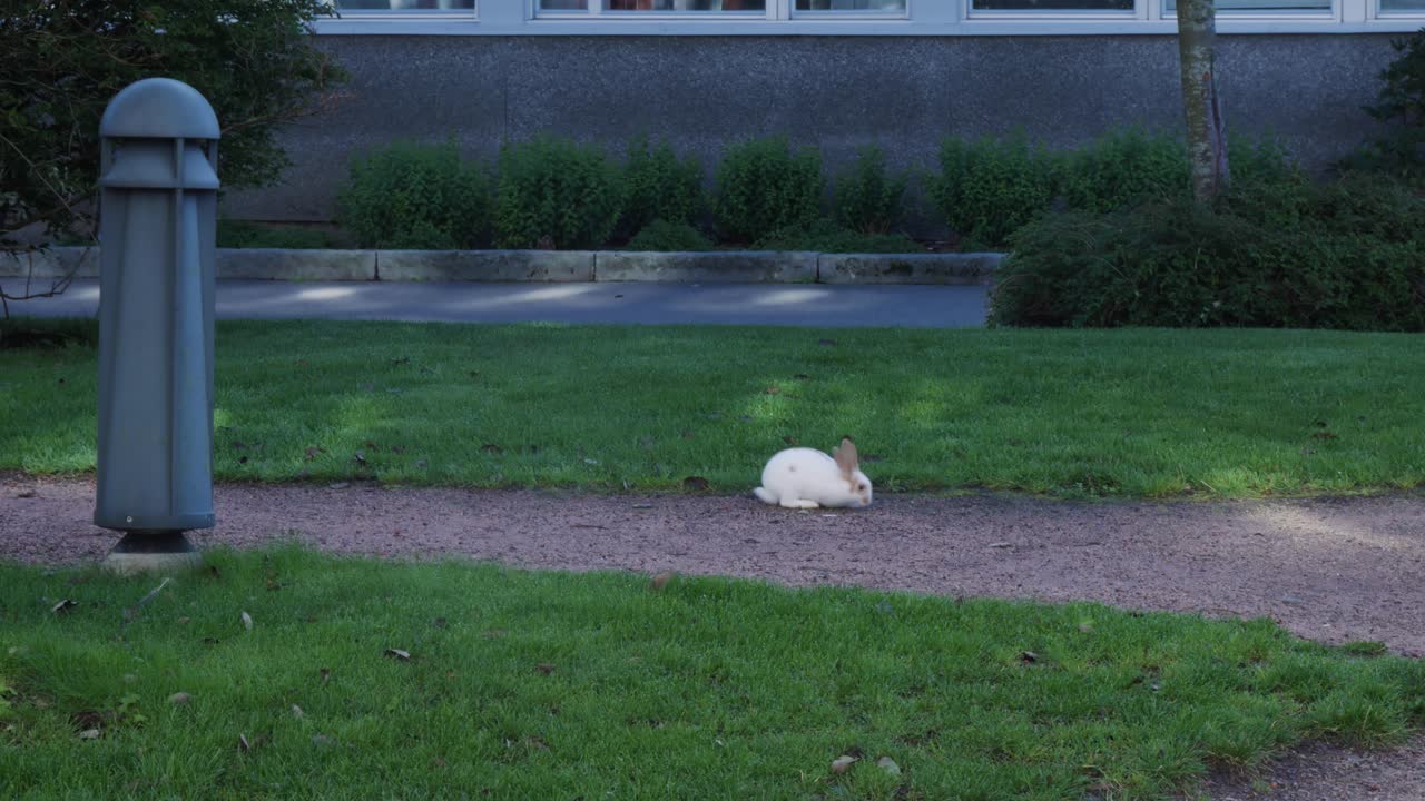 Handheld Shot of a Cute Little White Bunny With Yellow Ears Stretching By a Gravel Path at a Small Park Next to an Apartment Building