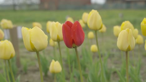 close up shot of red tulip surrounded by yellow tulips in a garden during evening time