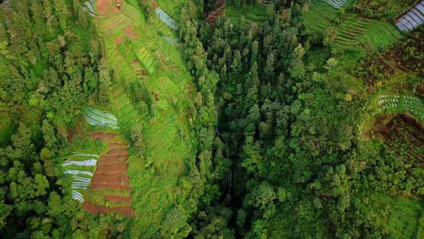 Vordringen-Des-Waldes-An-Den-Hängen-Der-Berge-Und-Nutzung-Als-Landwirtschaftliches-Feld