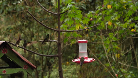 many hummingbirds flying around a tree and drinking from feeder slow motion