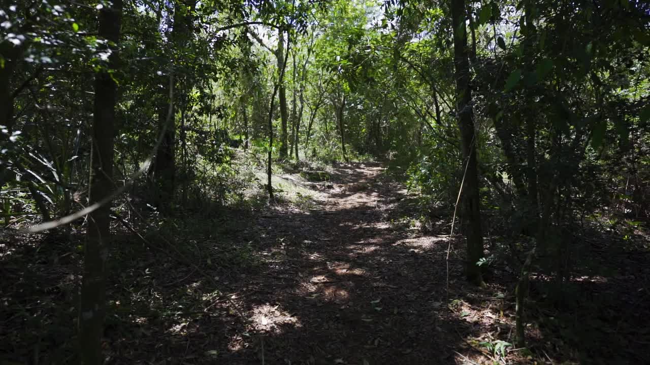 카메라가 진행되고 남아메리카의 순수한 대서양 숲을 공개합니다.