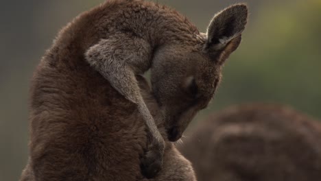 grey kangaroos foraging and enjoying the warmer weather