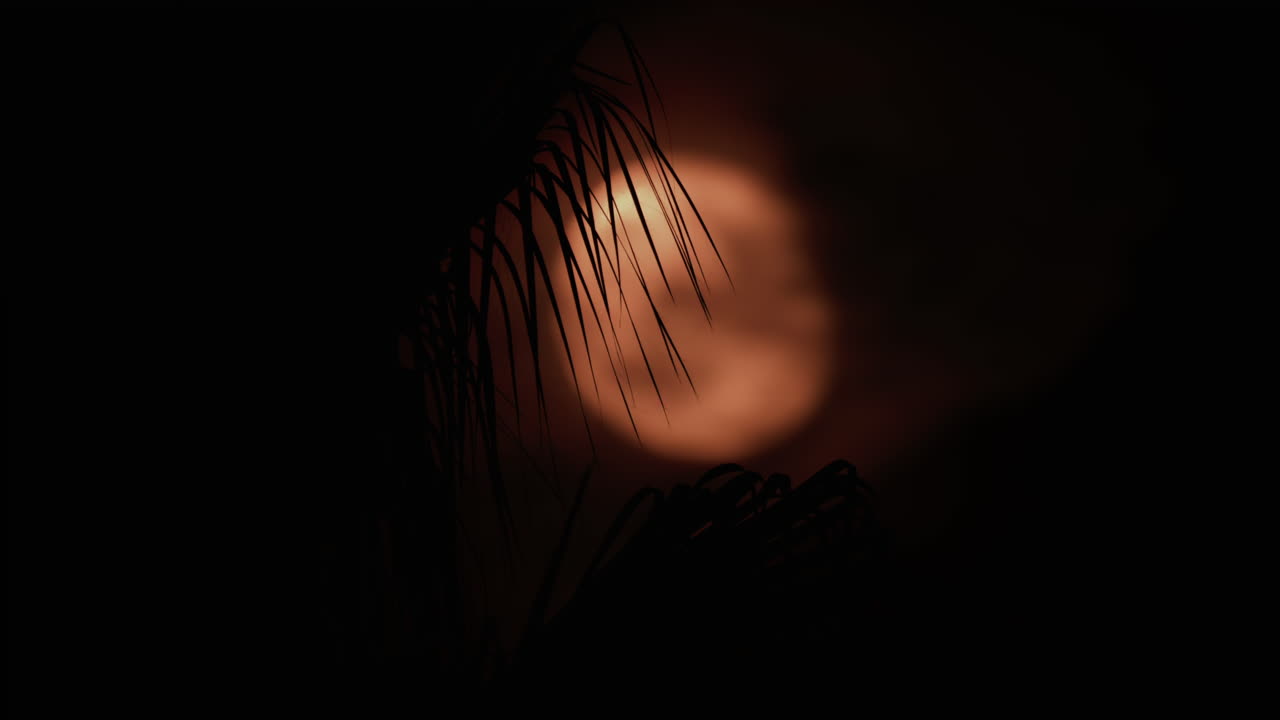 A palm leaf gently moves in front of a glowing moon, creating a serene tropical silhouette