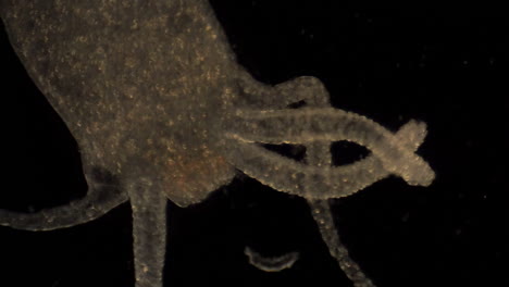 microscopic hydra moves its tentacles to catch prey