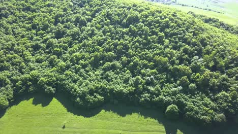 罗马尼亚自然保护区的深绿色风景和密集的森林的空中景观,称为图尔达峡谷