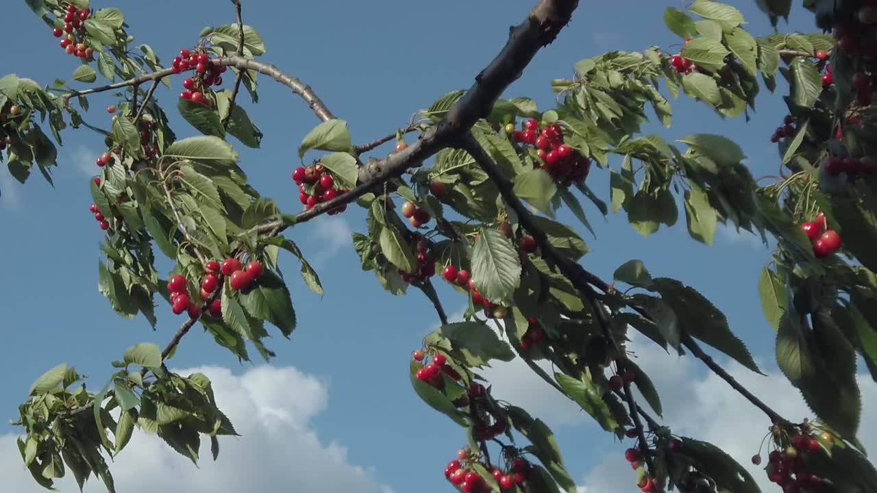 Cherry clusters hang from windy tree branch overhead, slow motion