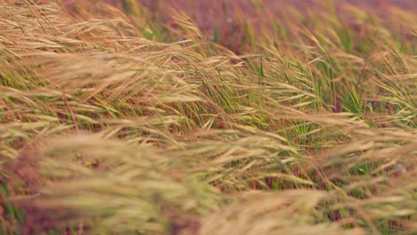 dry grass blowing in the strong wind