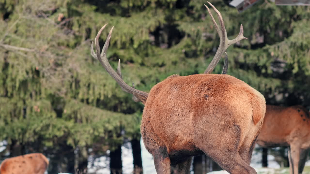 Deers on a snow-covered lawn in the Carpathians, forest around them, Romania